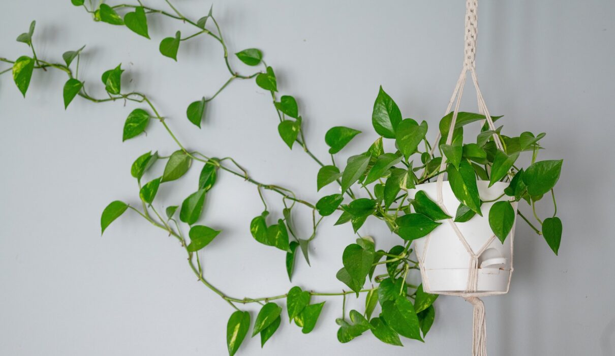 The best indoor hanging vine plants to drape around your home