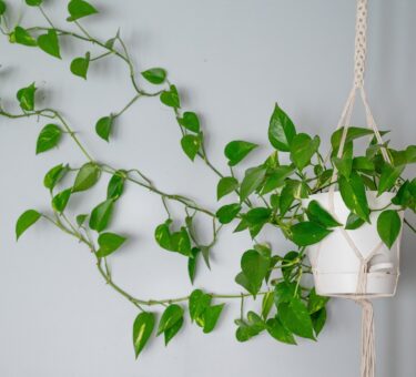 The best indoor hanging vine plants to drape around your home