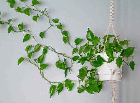 The best indoor hanging vine plants to drape around your home