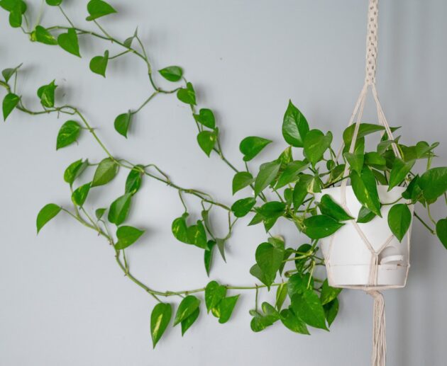 The best indoor hanging vine plants to drape around your home