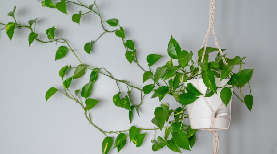 The best indoor hanging vine plants to drape around your home